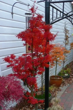 Lions Head Japanese Maple - Acer Palmatum 'Shishigashira' - 1 Gallon Pot -OLALA Plant Shop japanese maple lions head shishigashira 3 1