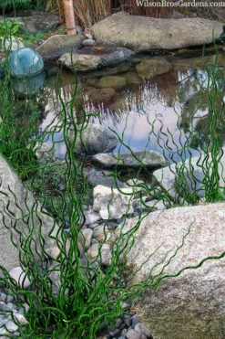 Big Twister Giant Corkscrew Rush (Juncus Effusus) - 1 Gallon Pot 10 Big Twister Giant Corkscrew Rush (Juncus Effusus) - 1 Gallon Pot -OLALA Plant Shop juncus effusus big twister 100