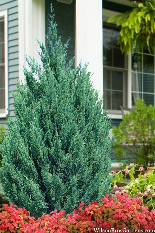 Blue Point Juniper - 7 Gallon Pot (3-4') 1 Blue Point Juniper - 7 Gallon Pot (3-4')