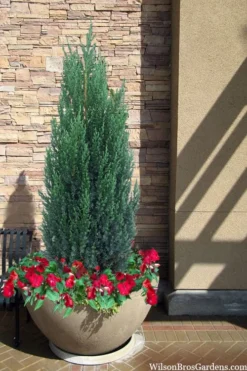 Blue Point Juniper - 7 Gallon Pot (3-4') 8 Blue Point Juniper - 7 Gallon Pot (3-4') -OLALA Plant Shop juniper blue point 21