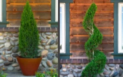 Spartan Juniper - 1 Gallon Pot 11 Spartan Juniper - 1 Gallon Pot -OLALA Plant Shop juniper20spartan202