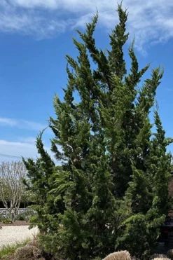 Kaizuka Twisted Juniper - 1 Gallon Pot -OLALA Plant Shop juniperus chinensis kaizuka twisted juniper 5