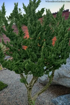Kaizuka Twisted Juniper - 1 Gallon Pot