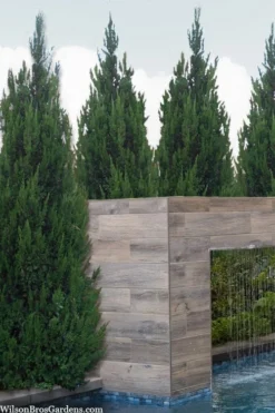 Spartan Juniper - 3 Gallon Pot -OLALA Plant Shop juniperus chinensis spartan columnar juniper 20 1