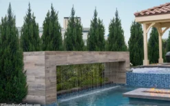 Spartan Juniper - 3 Gallon Pot -OLALA Plant Shop juniperus chinensis spartan columnar juniper 40 1