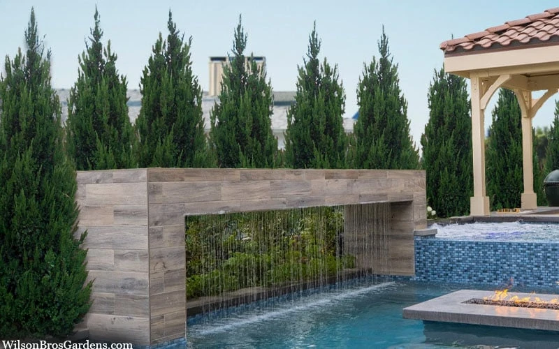 Spartan Juniper - 1 Gallon Pot 4 Spartan Juniper - 1 Gallon Pot - Image 4