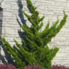 Hollywood Torulosa Juniper - 2 Gallon Pot