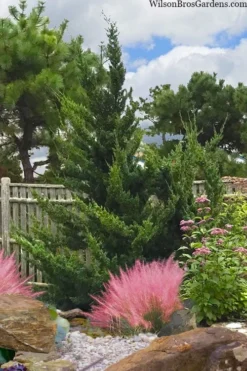 Hollywood Torulosa Juniper - 2 Gallon Pot -OLALA Plant Shop juniperus chinensis torulosa hollywood 101