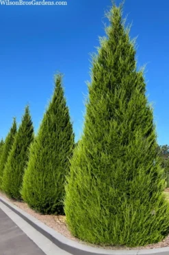 Brodie Eastern Red Cedar - 7 Gallon Pot (3-4')