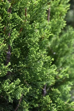Brodie Eastern Red Cedar - 7 Gallon Pot (4-5') -OLALA Plant Shop juniperus virginiana brodie eastern red cedar 3 1