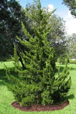 Canaertii Juniper (Red Cedar) - 7 Gallon Pot (4-5') -OLALA Plant Shop juniperus virginiana canaertii eatern red cedar 2 2