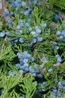 Brodie Eastern Red Cedar - 7 Gallon Pot (4-5') -OLALA Plant Shop juniperus virginiana canaertii eatern red cedar 4 3
