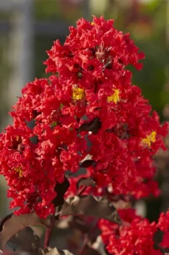 Black Diamond Best Red Crape Myrtle (Multi Trunk) - 3 Gallon Pot -OLALA Plant Shop lagerstroemia black diamond best red crape myrtle tree 2