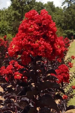 Black Diamond Best Red Crape Myrtle (Single Trunk Tree) - 7 Gallon Pot -OLALA Plant Shop lagerstroemia black diamond best red crape myrtle tree 3 1