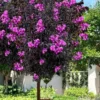 Black Diamond 'Purely Purple' Crape Myrtle Tree (Single Trunk) - 7 Gallon Pot
