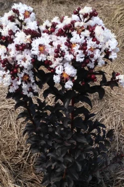 Ebony Glow Crape Myrtle - 3 Gallon Pot -OLALA Plant Shop lagerstroemia ebony glow crape myrtle 2