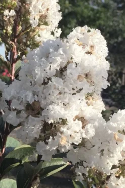 Enduring Summer 'White' Crape Myrtle - 3 Gallon Pot -OLALA Plant Shop lagerstroemia enduring summer white dwarf crape20myrtle 1