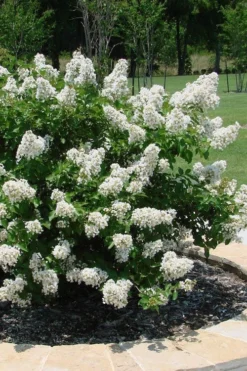 Enduring Summer 'White' Crape Myrtle - 3 Gallon Pot -OLALA Plant Shop lagerstroemia enduring summer white dwarf crape20myrtle 4