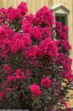 Black Diamond 'Mystic Magenta' Crape Myrtle - 7 Gallon Pot -OLALA Plant Shop lagerstroemia indica black diamond mystic magenta crape myrtle 1 1
