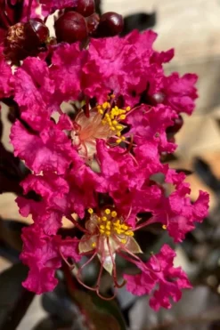 Black Diamond 'Mystic Magenta' Crape Myrtle - 7 Gallon Pot -OLALA Plant Shop lagerstroemia indica black diamond mystic magenta crape myrtle 3 1