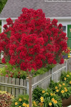 Miss Frances Red Crape Myrtle (Single Trunk Topiary Tree) - 7 Gallon Pot (5-6')