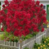 Miss Frances Red Crape Myrtle (Single Trunk Topiary Tree) - 5 Gallon Pot