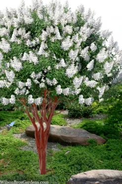 Natchez White Crape Myrtle (Multi Trunk) - 5 Gallon Pot