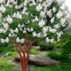 Natchez White Crape Myrtle - 6 Pack Of 1 Gallon Pots