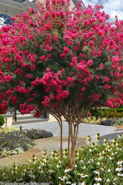 Tuscarora Watermelon Red Crape Myrtle - 5 Gallon Pot