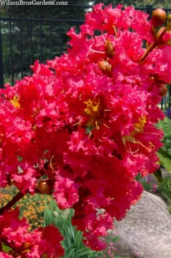 Tuscarora Watermelon Red Crape Myrtle - 6 Pack Of 1 Gallon Pots -OLALA Plant Shop lagerstroemia indica tuscarora 102 1