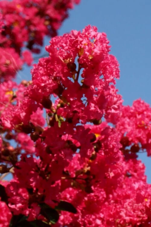 Tuskegee Crape Myrtle - 1 Gallon Pot 4 Tuskegee Crape Myrtle - 1 Gallon Pot - Image 4