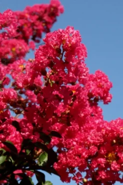 Tuskegee Crape Myrtle - 6 Pack Of 1 Gallon Pots 11 Tuskegee Crape Myrtle - 6 Pack Of 1 Gallon Pots -OLALA Plant Shop lagerstroemia indica tuskeegee crape myrtle tree 2 1