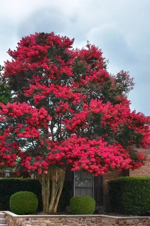Tuskegee Crape Myrtle - 1 Gallon Pot 1 Tuskegee Crape Myrtle - 1 Gallon Pot