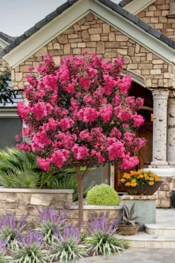 Twilight Magic Crape Myrtle Tree (Single Trunk) - 5 Gallon Pot