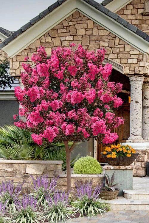 Twilight Magic Crape Myrtle Tree (Single Trunk) - 5 Gallon Pot 1 Twilight Magic Crape Myrtle Tree (Single Trunk) - 5 Gallon Pot