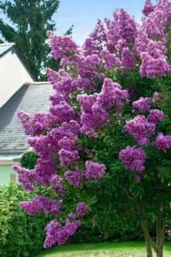 Twilight Purple Crape Myrtle - 7 Gallon Pot (5-6') -OLALA Plant Shop lagerstroemia indica twilight purple crape myrtle tree 1 2