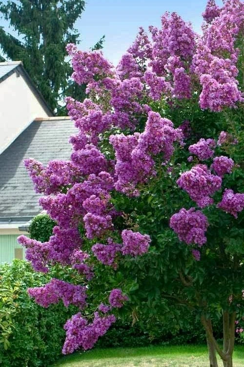 Twilight Purple Crape Myrtle - 7 Gallon Pot (3-4') 8 Twilight Purple Crape Myrtle - 7 Gallon Pot (3-4') - Image 8