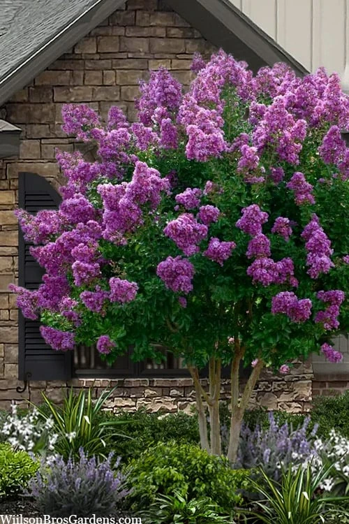 Twilight Purple Crape Myrtle - 7 Gallon Pot (3-4') 1 Twilight Purple Crape Myrtle - 7 Gallon Pot (3-4')