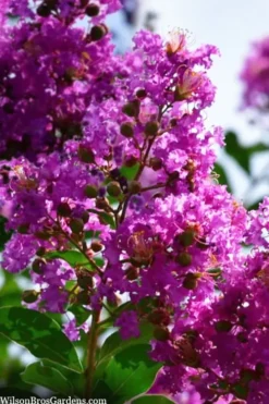 Twilight Purple Crape Myrtle - 7 Gallon Pot (3-4') 14 Twilight Purple Crape Myrtle - 7 Gallon Pot (3-4') -OLALA Plant Shop lagerstroemia indica twilight purple crape myrtle tree 102 2