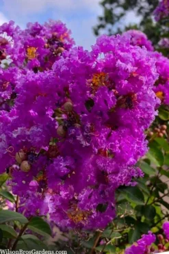 Twilight Purple Crape Myrtle - 5 Gallon Pot -OLALA Plant Shop lagerstroemia indica twilight purple crape myrtle tree 103 3