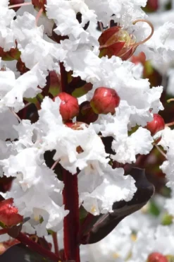 Lunar Magic Crape Myrtle Tree (Single Trunk) - 7 Gallon Pot (5-6') -OLALA Plant Shop lagerstroemia lunar magic single trunk white crape myrtle tree 2