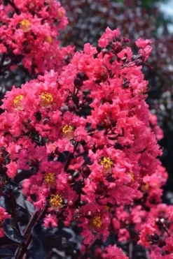 Midnight Magic Crape Myrtle (Multi Trunk) - 7 Gallon Pot -OLALA Plant Shop lagerstroemia midnight magic crape myrtle 11