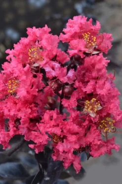 Midnight Magic Crape Myrtle (Multi Trunk) - 7 Gallon Pot -OLALA Plant Shop lagerstroemia midnight magic crape myrtle 12