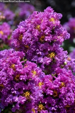 Purple Magic Crape Myrtle Tree (Single Trunk) - 7 Gallon Pot (6-7') 9 Purple Magic Crape Myrtle Tree (Single Trunk) - 7 Gallon Pot (6-7') -OLALA Plant Shop lagerstroemia purple magic crape myrtle single trunk tree 5