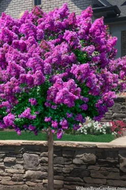 Purple Magic Crape Myrtle Tree (Single Trunk) - 7 Gallon Pot (6-7')
