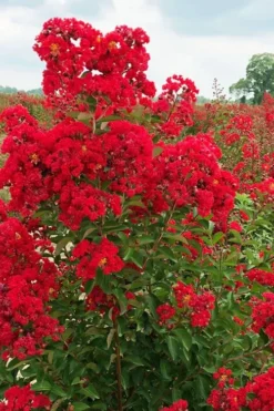 Ruffled Red Magic Crape Myrtle - 3 Gallon Pot -OLALA Plant Shop lagerstroemia ruffled red magic crape myrtle 10
