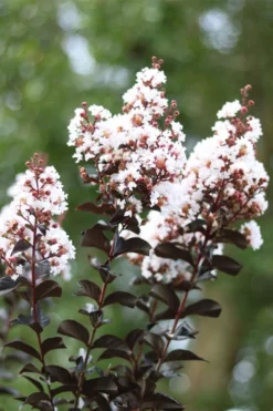 Thunderstruck White Lightning Crape Myrtle - 1 Gallon Pot -OLALA Plant Shop lagerstroemia thunderstruck white lightning crape myrtle 2 1