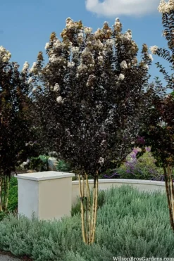 Thunderstruck White Lightning Crape Myrtle - 1 Gallon Pot -OLALA Plant Shop lagerstroemia thunderstruck white lightning crape myrtle 3 1
