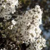 Thunderstruck White Lightning Crape Myrtle - 6 Pack Of 1 Gallon Pots
