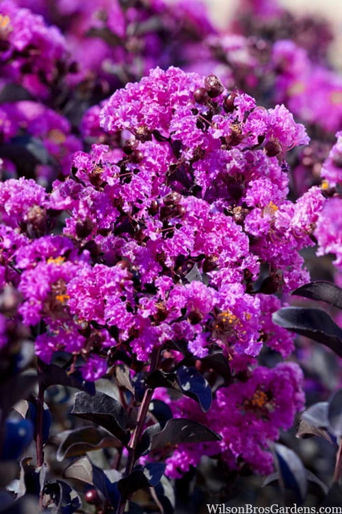 Black Diamond 'Purely Purple' Crape Myrtle - 3 Gallon Pot 4 Black Diamond 'Purely Purple' Crape Myrtle - 3 Gallon Pot - Image 4